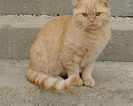 Кошки в других городах Краснодарского края: Кот, скотиш-страйт, вязка Мальчик, Бесплатно - фото 1