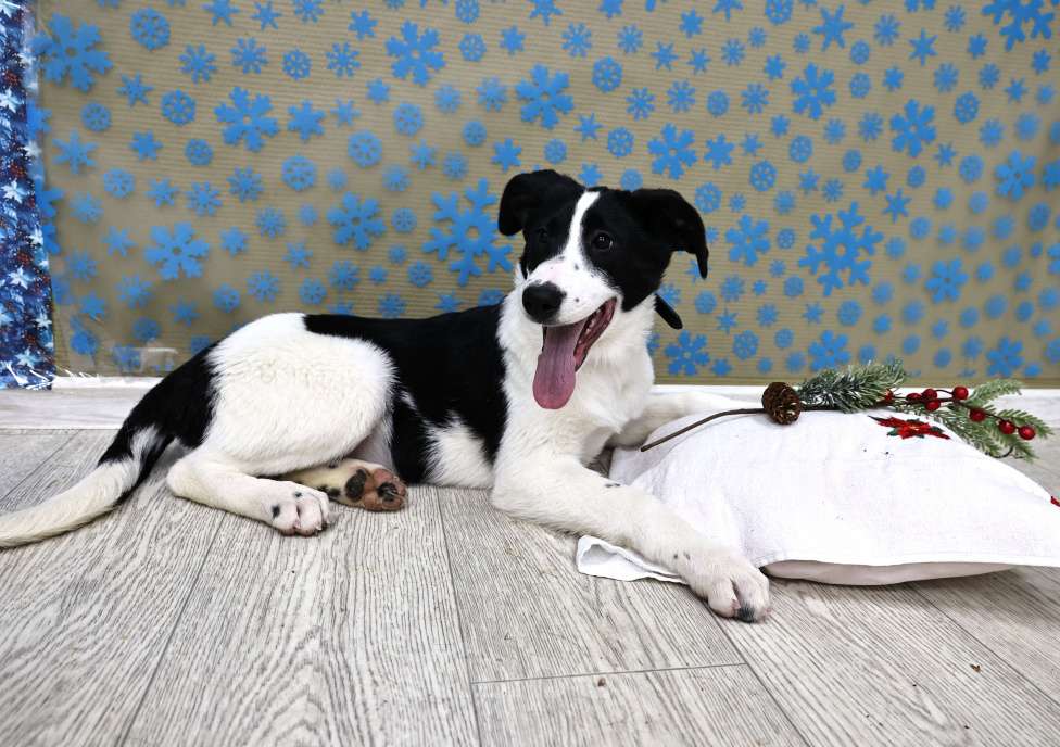 Собаки в Москве: Щенки бесплатно в Москве Девочка, Бесплатно - фото 3