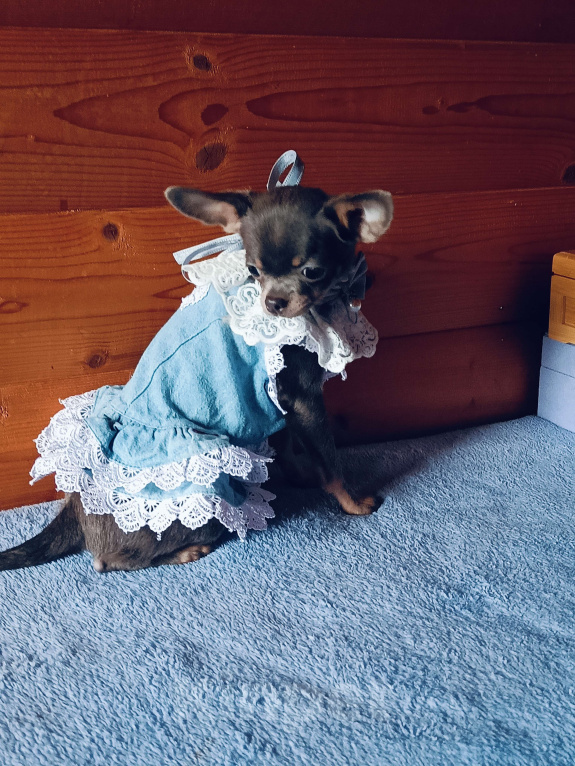 Собаки в Москве: Изумительная изящная леди Девочка, 75 000 руб. - фото 3