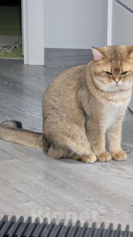 Кошки в Подольске: Кот для Вязки Мальчик, 5 000 руб. - фото 2