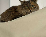 Кошки в других городах Московской области: Кошечки и коты Девочка, Бесплатно - фото 3