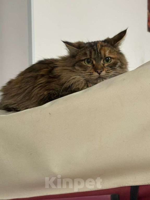 Кошки в других городах Московской области: Кошечки и коты Девочка, Бесплатно - фото 3