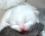 Кошки в Санкт-Петербурге: Сибирский клубный котенок с документами и вакцинациями Мальчик, Бесплатно - фото 1