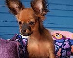 Собаки в Луховицах: Самые красивые Мальчик, 40 000 руб. - фото 2