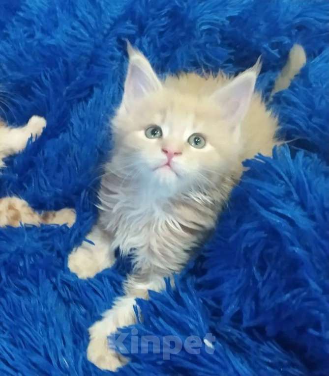 Кошки в Краснодаре: Котенок мейн-кун мальчик Мальчик, 30 000 руб. - фото 1