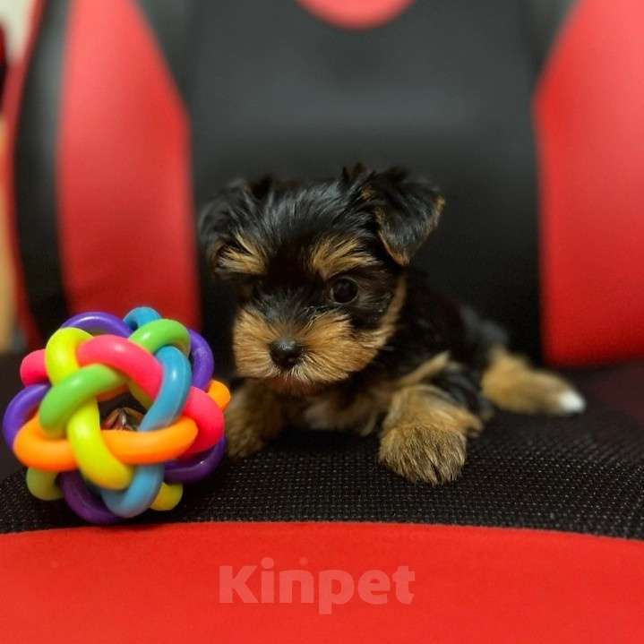 Собаки в других городах Тюменской области: Девочка  Девочка, 17 000 руб. - фото 2