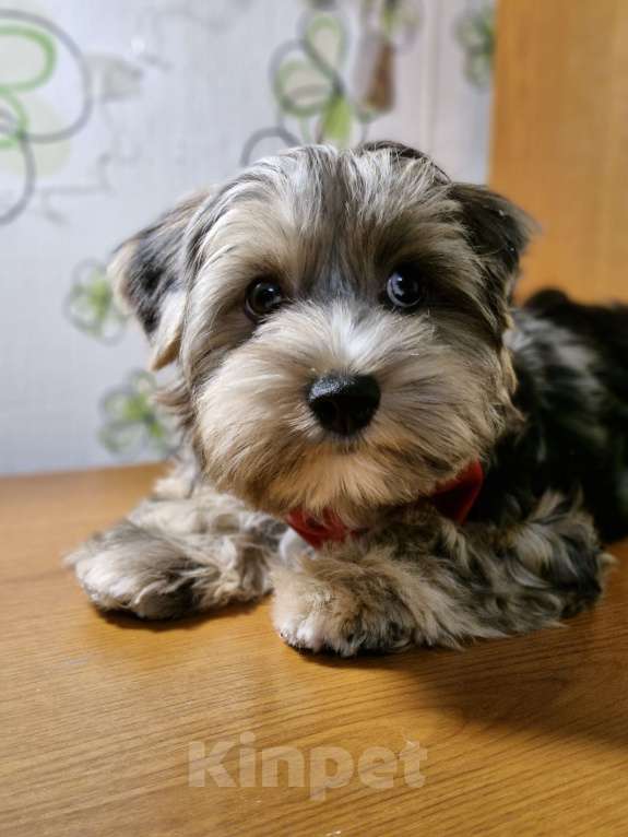 Собаки в Ростове-на-Дону: Йоркширский терьер щенок Мальчик, 17 000 руб. - фото 4