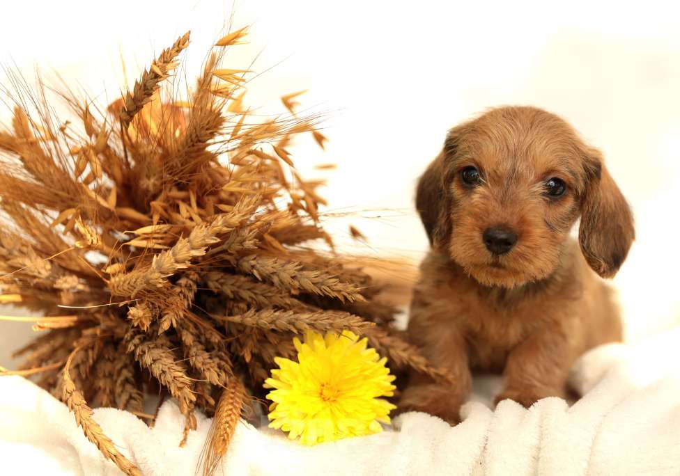 Собаки в Санкт-Петербурге: Потрясающие таксята. Питомник РКФ Мальчик, 45 000 руб. - фото 4