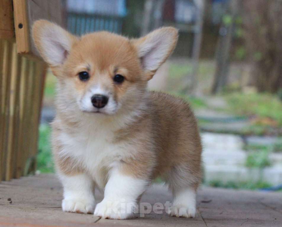 Собаки в Москве: Amansi Je t'aime Девочка, 70 000 руб. - фото 4