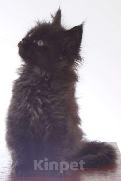 Кошки в Санкт-Петербурге: мейн-кун Девочка, 50 000 руб. - фото 3