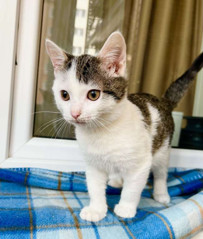 Кошки в Москве: Котенок Лазерь - лучистое счастье в добрые руки Мальчик, Бесплатно - фото 2