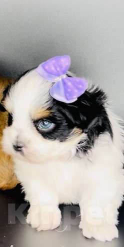 Собаки в Котельнике: Бивер терьер и Бивер блю Даймонд  Мальчик, 50 000 руб. - фото 2