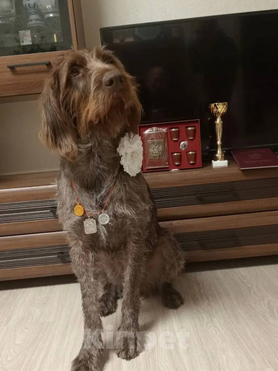 Собаки в Ярославле: Щенки Дратхаара Мальчик, Бесплатно - фото 9
