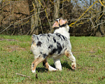 Собаки в других городах Московской области: Щенки австралийской овчарки. РКФ Мальчик, 90 000 руб. - фото 4