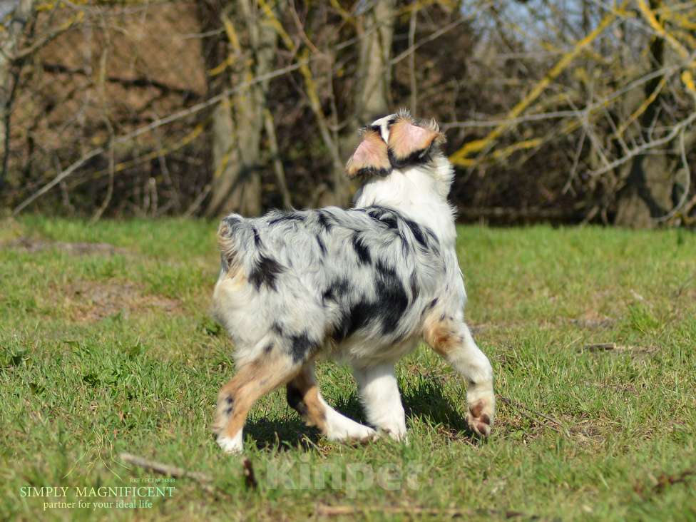 Собаки в других городах Московской области: Щенки австралийской овчарки. РКФ Мальчик, 90 000 руб. - фото 4