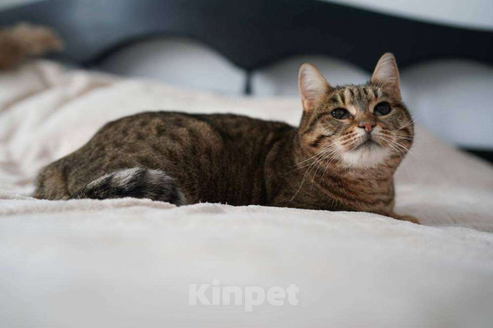 Кошки в Москве: Кошечка Соня ищет дом!  Девочка, Бесплатно - фото 4