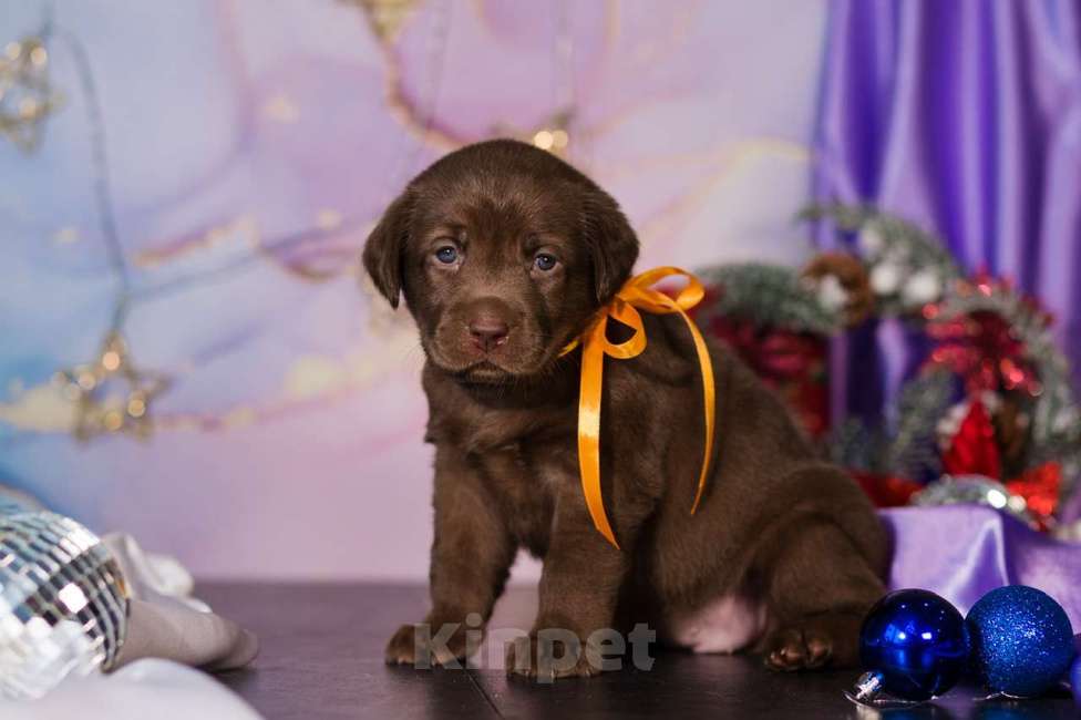 Собаки в Новосибирске: Щенки шоколадного лабрадора  Девочка, 60 000 руб. - фото 4