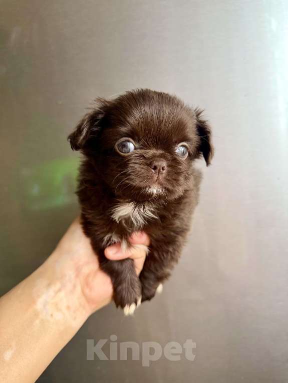 Собаки в Ростове-на-Дону: Чихуахуа ден Девочка, 50 000 руб. - фото 4