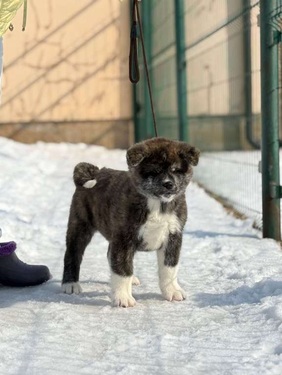 Собаки в Оренбурге: Тигровый мальчик Мальчик, Бесплатно - фото 1