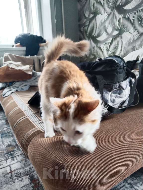 Кошки в Новокузнецке: Тони Мальчик, Бесплатно - фото 3