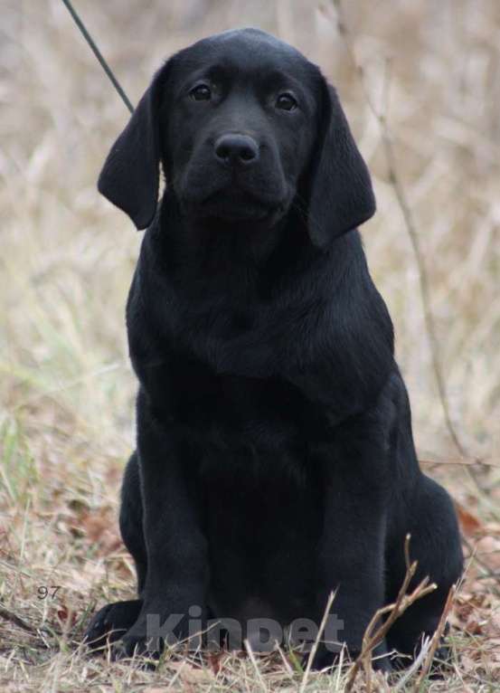 Собаки в Оренбурге: мальчик черного окраса Мальчик, 50 000 руб. - фото 2