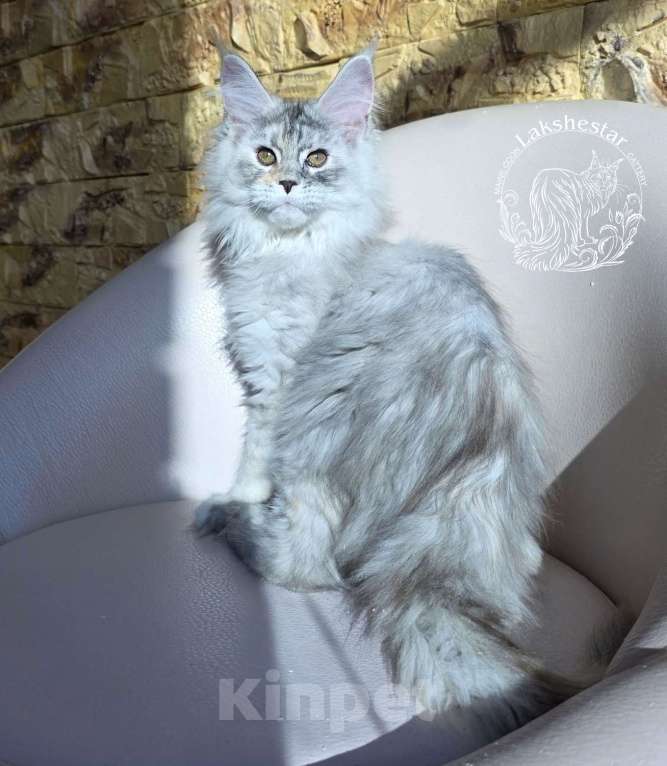 Кошки в Москве: Котенок мейн кун Девочка, 180 000 руб. - фото 4