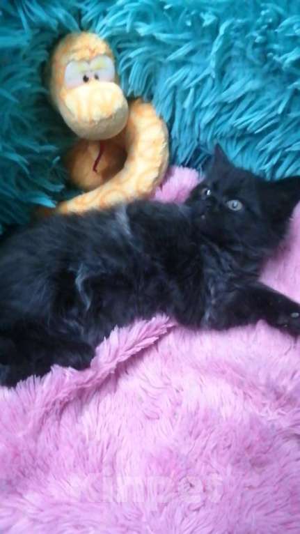 Кошки в Москве: Шотландские котята хайленд  Девочка, 8 000 руб. - фото 4