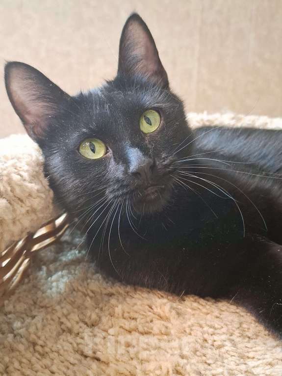 Кошки в Калуге: Кошка в добрые руки  Девочка, Бесплатно - фото 3