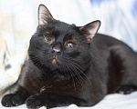 Кошки в Москве: Особенный черный кот Гэндальф ищет дом Мальчик, 1 руб. - фото 4