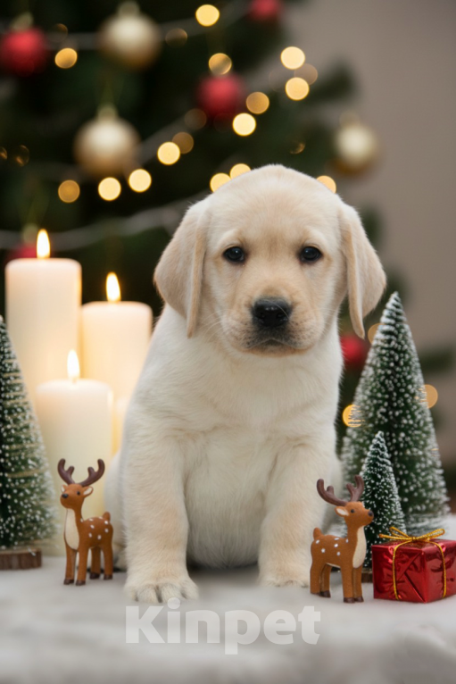 Собаки в Москве: Щенки Лабрадора  Мальчик, 55 000 руб. - фото 2