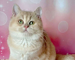 Кошки в Москве: Лиловое золото котик  Мальчик, Бесплатно - фото 1
