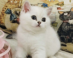 Кошки в Нижнем Новгороде: Синеглазая Девочка, 30 000 руб. - фото 2