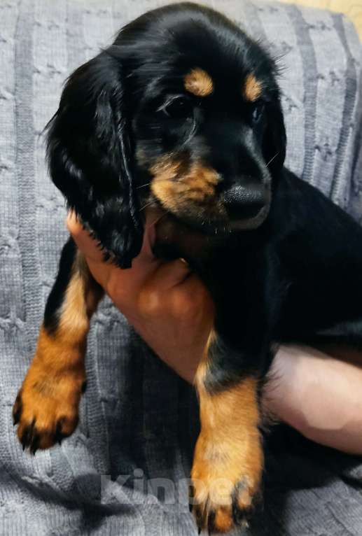 Собаки в Калуге: Предлагаю к продаже щенков русского охотничьего сраниеляо Девочка, 40 000 руб. - фото 5