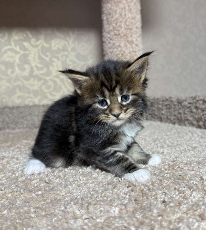 Кошки в Новосибирске: Открыто резервирование Мальчик, 80 000 руб. - фото 3