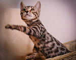 Кошки в Москве: Бенгальский котенок золото холодный Мальчик, 35 000 руб. - фото 1