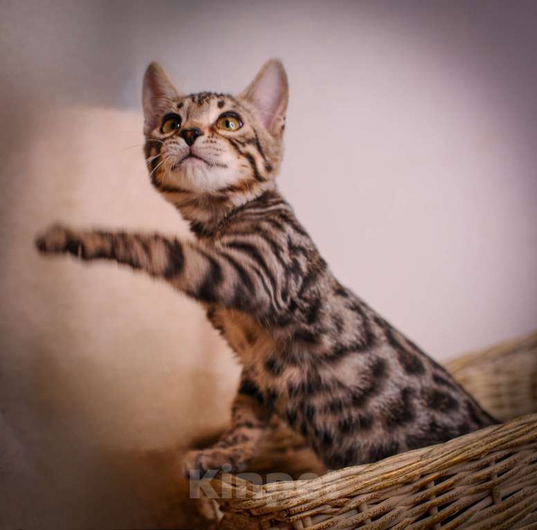 Кошки в Москве: Бенгальский котенок золото холодный Мальчик, 35 000 руб. - фото 1