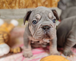 Собаки в Санкт-Петербурге: Шикарный щенки французский бульдог  Мальчик, 80 000 руб. - фото 5