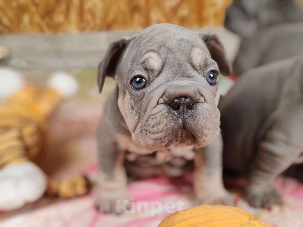 Собаки в Санкт-Петербурге: Шикарный щенки французский бульдог  Мальчик, 80 000 руб. - фото 5