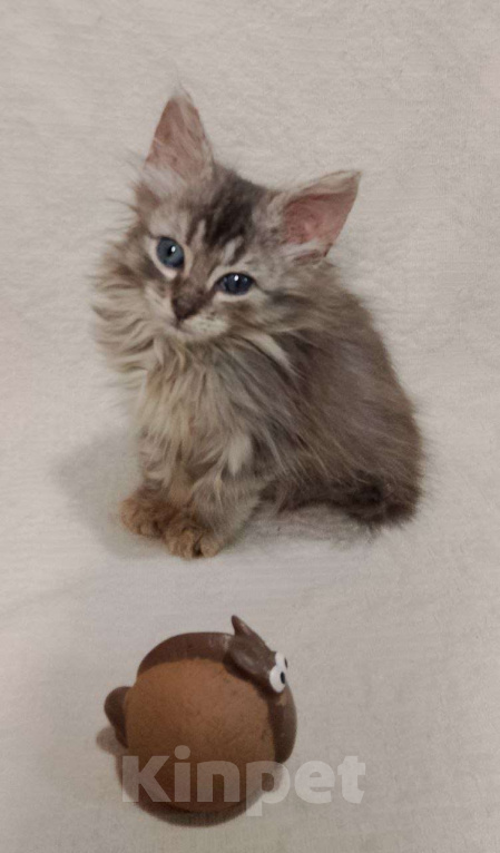 Кошки в Москве: котенок  Турецкой ангоры Мальчик, 76 000 руб. - фото 1