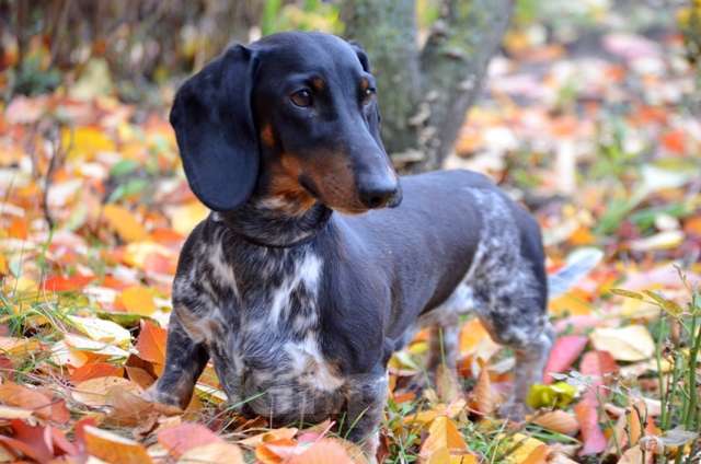 Собаки в Тольятти: Вязка Мальчик, 15 000 руб. - фото 4