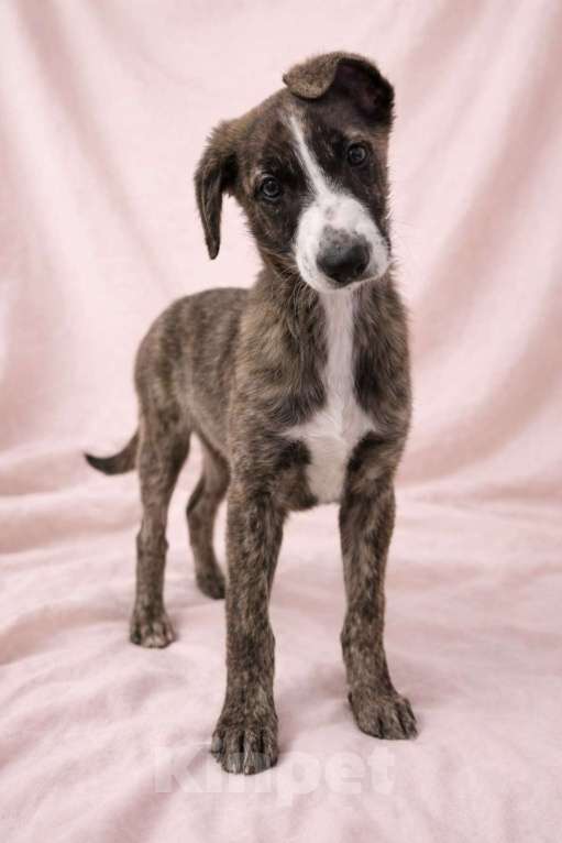 Собаки в Химках: Девочка Терри Девочка, Бесплатно - фото 2