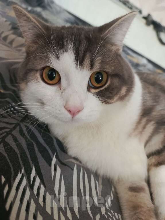 Кошки в Иркутске: Потерялся кот Мальчик, 1 000 руб. - фото 3