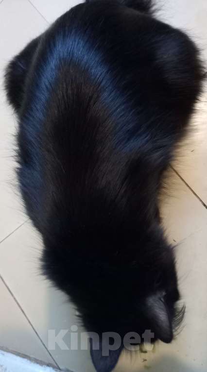 Кошки в Москве: 💝 МАЛИНКА – Ласковая кошечка ( родилась дома ) –  в  заботливую  семью Девочка, 400 руб. - фото 7