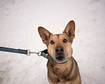 Собаки в Москве: Чичерин Мальчик, Бесплатно - фото 2