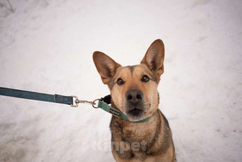 Собаки в Москве: Чичерин Мальчик, Бесплатно - фото 2