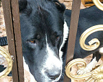 Собаки в Омске: САО, 1 руб. - фото 2