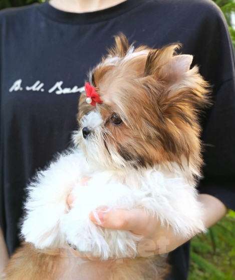 Собаки в Москве: Русалка, мальчик, очень перспективный Мальчик, 100 000 руб. - фото 4