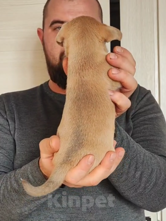 Собаки в Саратове: Шенок Чихуахуа девочка Девочка, 50 000 руб. - фото 5