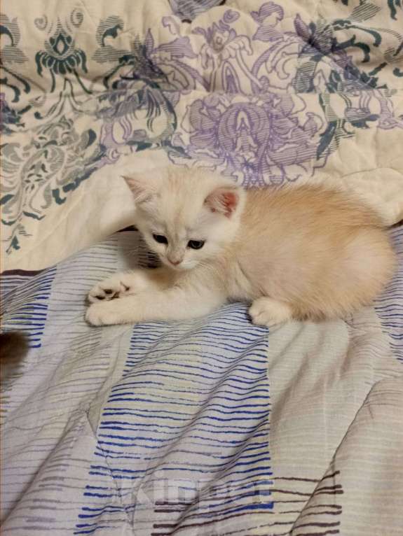 Кошки в Ростове-на-Дону: Милый пушистик ищет любящаю  заботливую семью Мальчик, 10 000 руб. - фото 2