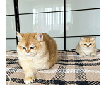 Кошки в Уфе: Котик британская золотая шиншилла Мальчик, 20 000 руб. - фото 3